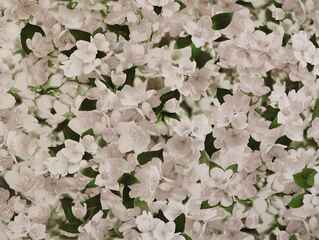 Обои флизелин 