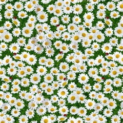 Клеенка Florista 1765-00