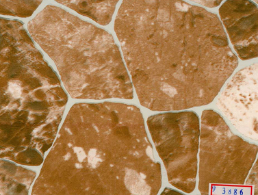 Пленка самоклеящаяся D&B 3886 оптом