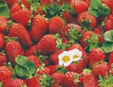 Клеенка Dekorelle Жаклин 717